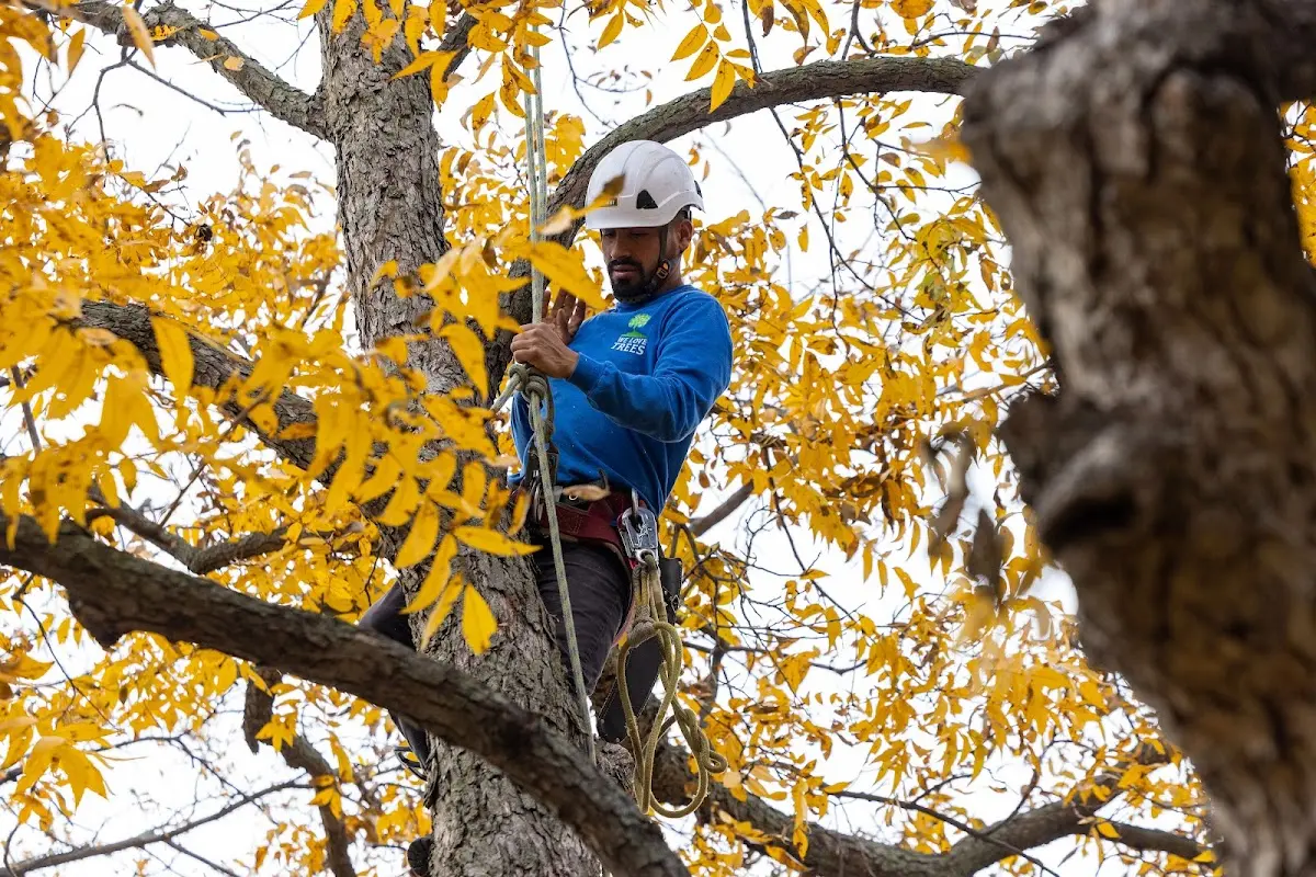 Skilled Tree Pruning crew working in Camp Sherman