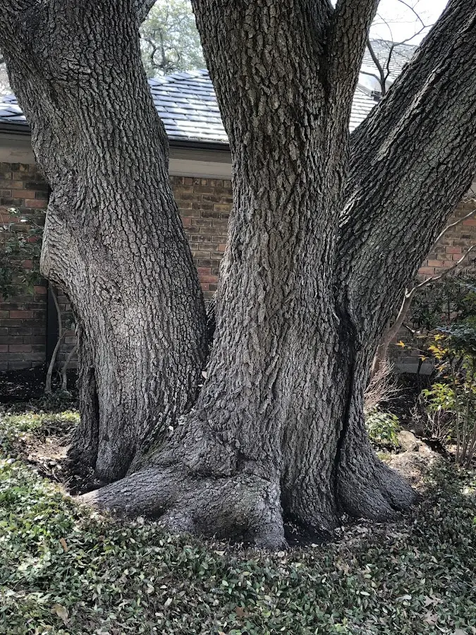 Mature heritage tree close to a Camp Sherman property cared for by certified arborists